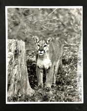 1980s mountain lion for sale  Chattanooga