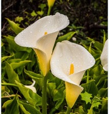 Long stem calla for sale  San Marcos