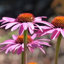 Purpur sonnenhut echinacea gebraucht kaufen  Detmold