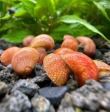 Red pumpkin nerite for sale  Newark