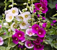 150x giant hollyhock for sale  DEWSBURY