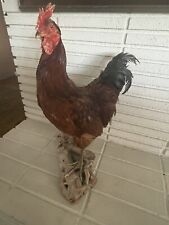 Beautiful mounted taxidermy for sale  Tustin