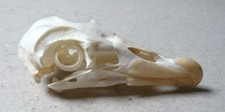 Bird skull for sale  BINGLEY