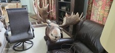 Moose head taxidermy for sale  Michie