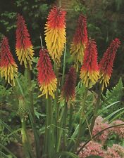 Kniphofia uvaria fackellilie gebraucht kaufen  Petersberg, Wettin-Löbejün