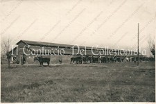 Ww1 cavalli delle usato  Cremona