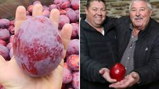 Largest plum sweet for sale  BARNSLEY