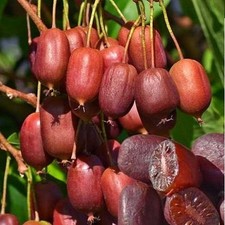 Actinidia arguta scarlet d'occasion  Pouzauges
