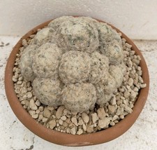 Mammillaria plumoaa pøt usato  Brindisi