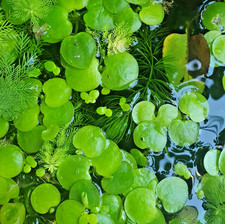 Amazon frogbit limnobium d'occasion  Lille-