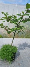 Pre bonsai buchenbaum gebraucht kaufen  Solingen