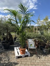 Xxl howea forsteriana usato  Spedire a Italy