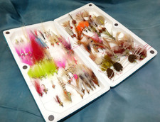 100 saltwater boneflish for sale  STOKE-ON-TRENT
