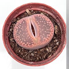 Large lithop living for sale  LEIGH