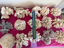 Large dry coral for sale  Glendale