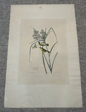 Original prairie warbler for sale  Spartanburg