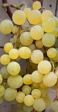 Golden muscat grape for sale  San Diego