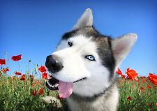 Happy husky dog for sale  SELBY