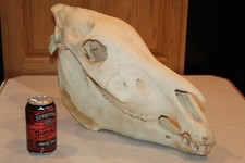 Taxidermy zebra skull for sale  Brandon