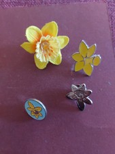 Marie curie daffodil for sale  BRIGHTON