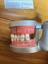 Acadental typodont teeth for sale  Waterbury