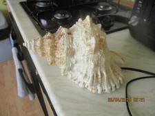 Conch shell lamp for sale  SOUTHSEA