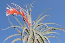 Subsecundifolia tillandsia air for sale  Waianae