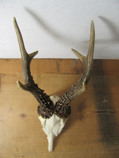 Kapitales rehgeweih gehörn gebraucht kaufen Kapitales rehgeweih gehörn gebraucht kaufen  Pfronten