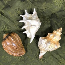 Faux seashells shells for sale  Franklin