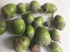 English oak acorn for sale  KNUTSFORD