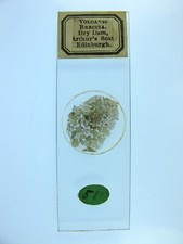 Antique microscope slide. for sale  BRISTOL