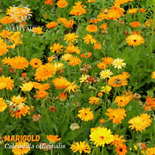 5000 semi calendula usato  Spedire a Italy