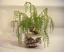 Mini bonsai tree for sale  Titusville
