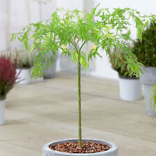 Acer dissectum tree for sale  UK