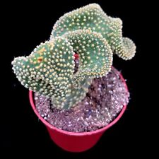 Opuntia microdesis cristaat for sale  LEIGH