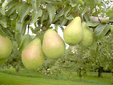 Birnenbaum köstliche charneux gebraucht kaufen  Quakenbrück