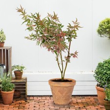Acer palmatum iyoshi for sale  PETERBOROUGH
