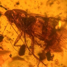 Cockroach burmese burmite for sale  GILLINGHAM
