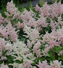 Prachtspiere europa astilbe gebraucht kaufen  Bad Zwischenahn