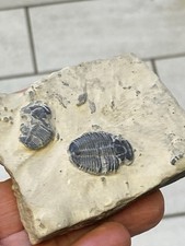 Fossilized trilobite fossil for sale  Dallas