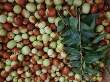 Lbs fresh organic for sale  San Diego