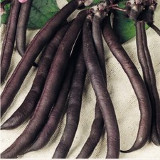 French bean purple for sale  UK