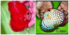 Pack live discus for sale  Carrollton
