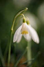 Galanthus blonde inge for sale  BURY ST. EDMUNDS