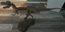 Rex skeleton model for sale  Weatherford