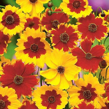 Coreopsis tinctoria tall for sale  READING
