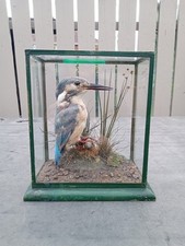 Vintage taxidermy kingfisher for sale  GATESHEAD