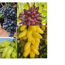 moondrops for sale moondrops for sale USA
