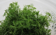 Vitro proserpinaca palustris gebraucht kaufen Vitro proserpinaca palustris gebraucht kaufen  Stolberg (Rhld.)