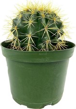 Golden barrel cactus for sale  USA